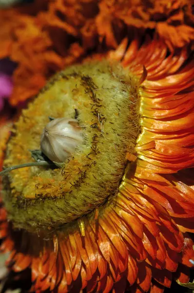 Fleur Séchée Avec Pétales Rouges Gros Plan Profondeur Champ Faible — Photo