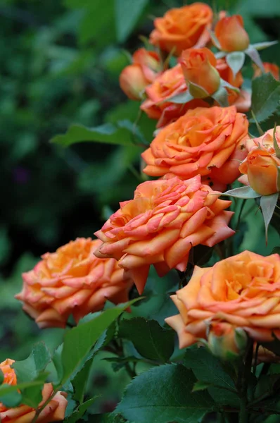 Yaz sezonunda gül bush. Sığ derinlik-in tarla