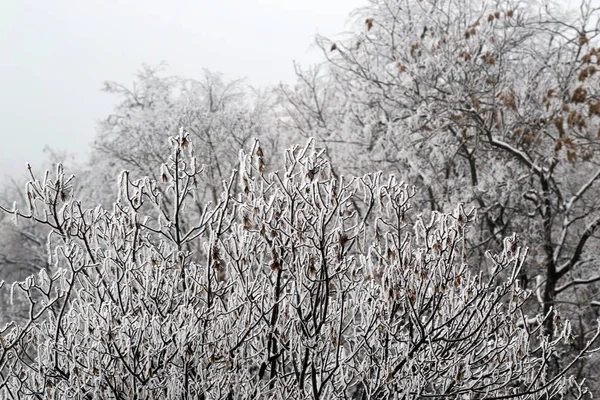 Ağaçlar üst kısımları hoarfrost ile kaplı. Kışın Şehir Parkı