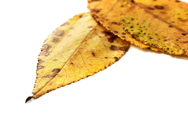 Hojas Amarillas Otoño Sobre Fondo Blanco Enfoque Selectivo — Foto de Stock