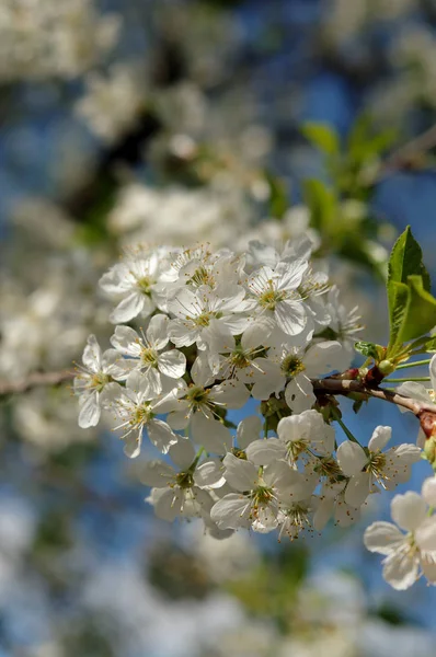 Saison Printemps Couleur Fleurs Face Ciel Bleu — Photo