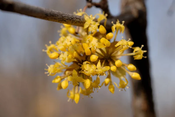 Květy na stromě v brzy na jaře. Malou hloubkou Fuj — Stock fotografie