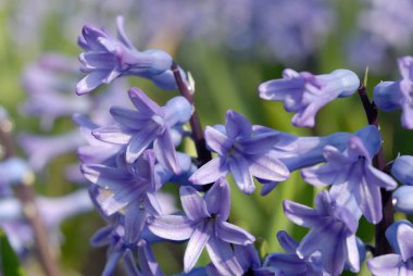 Çim üzerinde Crocus çiçekler. Sığ alan derinliği