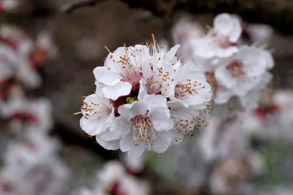 Fleurs d'abricot en fleurs en gros plan de printemps. Profondeur superficielle de fie — Photo