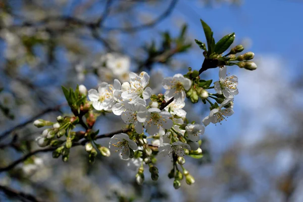 Cerejeira Floresce Primavera Contra Céu Azul — Fotografia de Stock