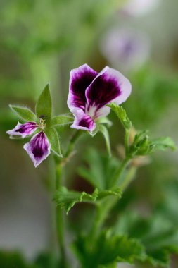 Mor yeşil yaprakların arasında çiçek açtı. Sığ alan derinliği