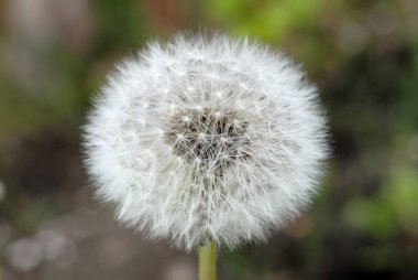 Saha karahindiba bahar manzarası yakın plan. Sığ alan derinliği