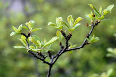 çalıların bahar yeşil yaprakları ile dallarını