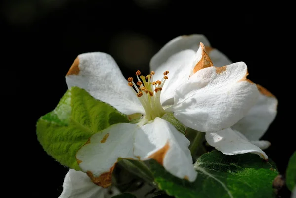 Pommier en fleurs au printemps gros plan — Photo