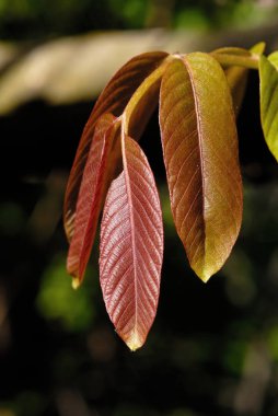 Fındık yaprakları yakın. Sığ alan derinliği