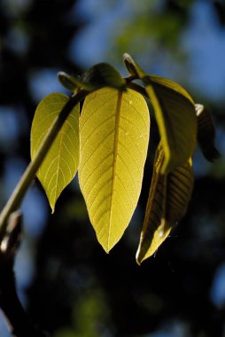 Fındık yaprakları yakın. Sığ alan derinliği