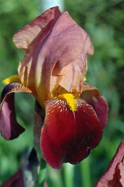 Yeşil bir arka plan üzerinde ilkbaharda Iris çiçekler