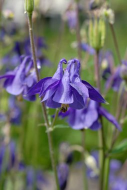Mavi çanlar bahar da yakın çekimde açar. Sığ alan derinliği