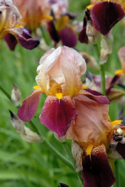Bahçede iris çiçekleri açar. Sığ alan derinliği