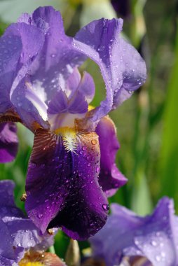 Bahçede iris çiçekleri açar. Sığ alan derinliği