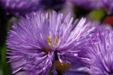 Flowerbed çekim mavi çiçekler