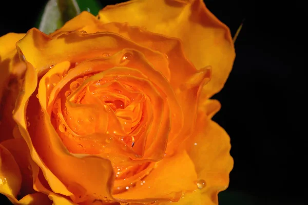 Gele roos met waterdruppeltjes close-up — Stockfoto