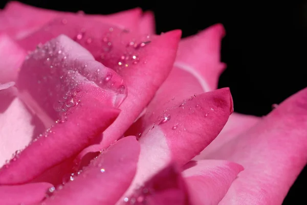 Rosa Ros med vatten droppar närbild — Stockfoto