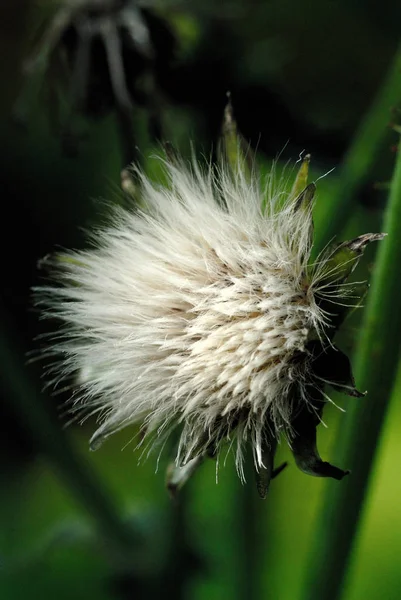 Fluffy white plant blooms in summer season. Shallow depth of field