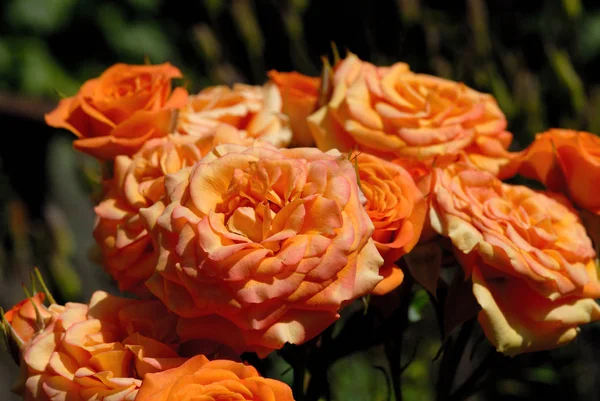 Rozen bloeien in de zon in de zomertuin — Stockfoto