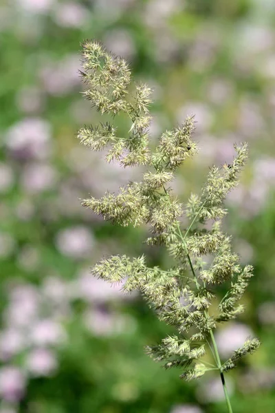 Yaz tarlasında yeşil bitki closeup