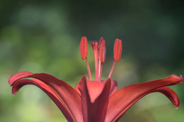 Bahçede yeşil bitki örtüsünün karşısında pembe zambak