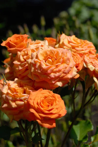 Rozen bloeien in de zon in de zomertuin — Stockfoto