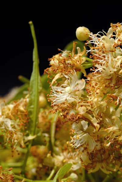 Ihlamur rengi tıbbi amaçlı yakın çekim için kurutulmuş