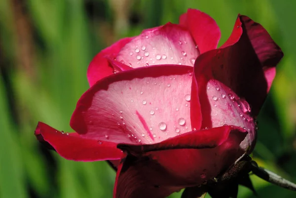 Rosa rosa con gotitas de agua primer plano. Profundidad superficial del campo — Foto de Stock