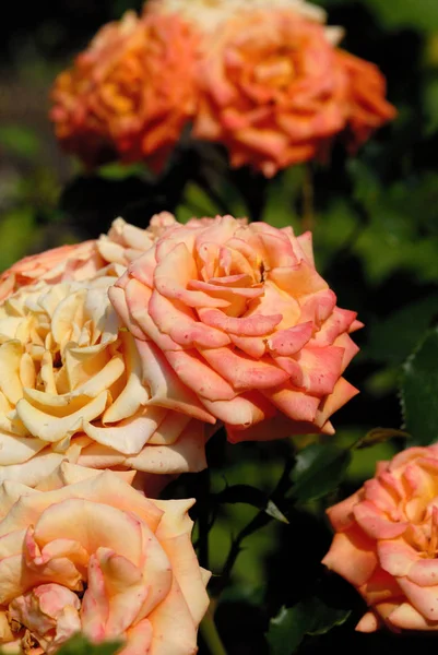 Rosas Escarlata Florecieron Una Cama Jardín — Foto de Stock