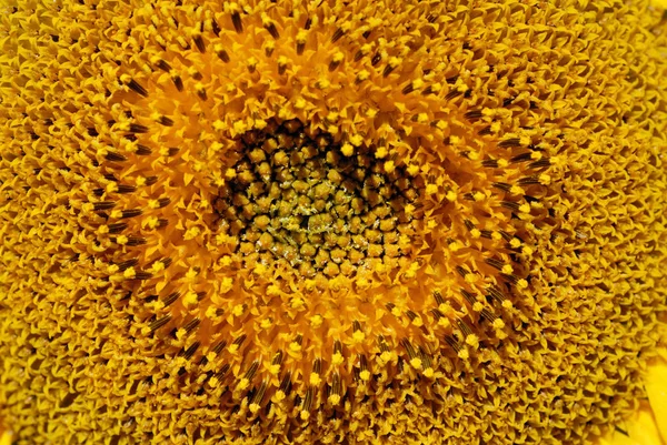 Tournesol au soleil gros plan. Profondeur de champ faible — Photo