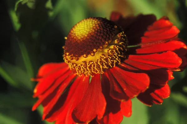 Camomila roja en condiciones de campo primer plano — Foto de Stock