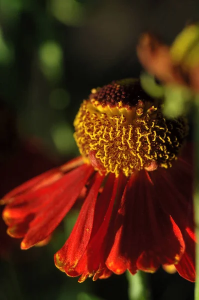 Red chamomile in field conditions closeup — Stock Photo, Image