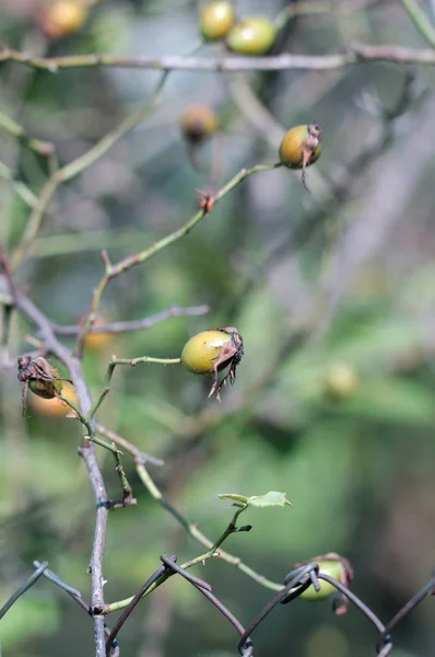 Rose hips ripen on the bush. Shallow depth of field — Stock Photo, Image