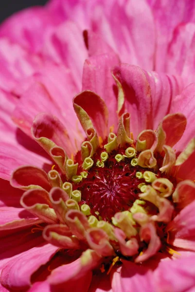 Цвіте цинія в літньому саду крупним планом — стокове фото
