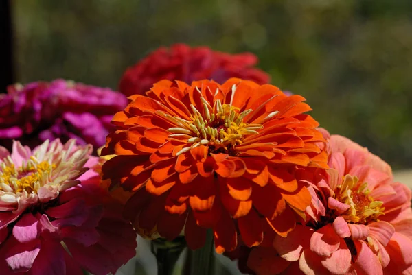 Zinnias of different colors bloomed in the summer garden — Stock Photo, Image