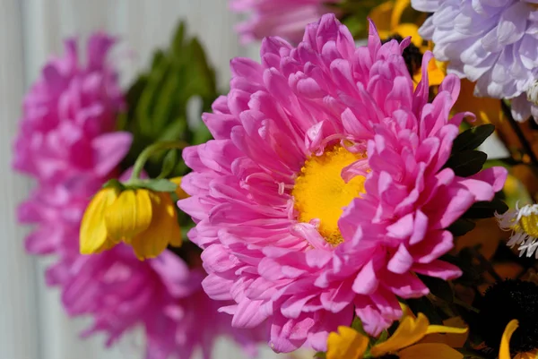 Hafif bir arka plan karşısında bir buket pembe papatyalar