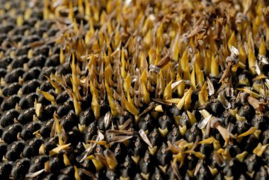 Taze hasat ayçiçeği tohumları yakın çekim. Sığ alan derinliği