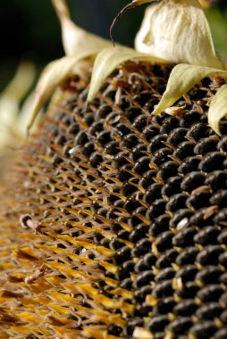 Olgunlaşmış tohumlar ile taze hasat ayçiçeği