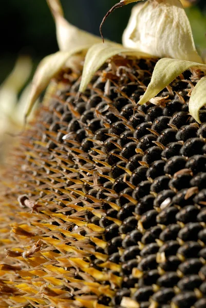 Olgunlaşmış tohumlar ile taze hasat ayçiçeği