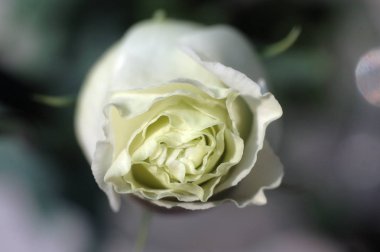 Bir ev pot closeup çiçek açan