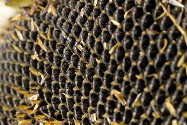 Taze hasat ayçiçeği tohumu closeup