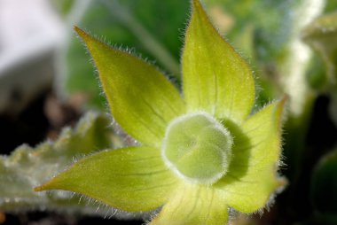 Çiçek açan mor çiçek closeup Yeşil tomurcuk
