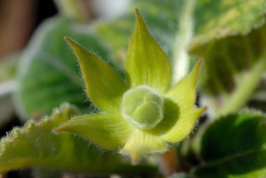 Çiçek açan mor çiçek closeup Yeşil tomurcuk