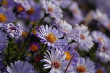 Güneşte bir çiçek tarhında parlak sonbahar çiçekleri