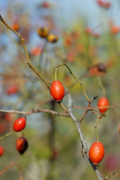 Rose Hips Ripen Bush Shallow Depth Field — Stock Photo, Image