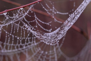 Spider web covered with morning dew in autumn
