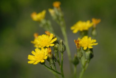 Yaz aylarında tarla sarısı çiçekler. Sığ alan derinliği