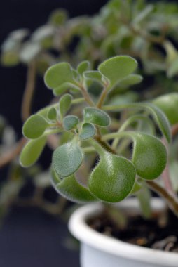 Karanlık arka planın karşısındaki ev bitkileri yakın plan. Sığ alan derinliği