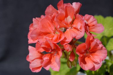 Güneş ışığında ev çiçekleri yakın plan. Sığ alan derinliği